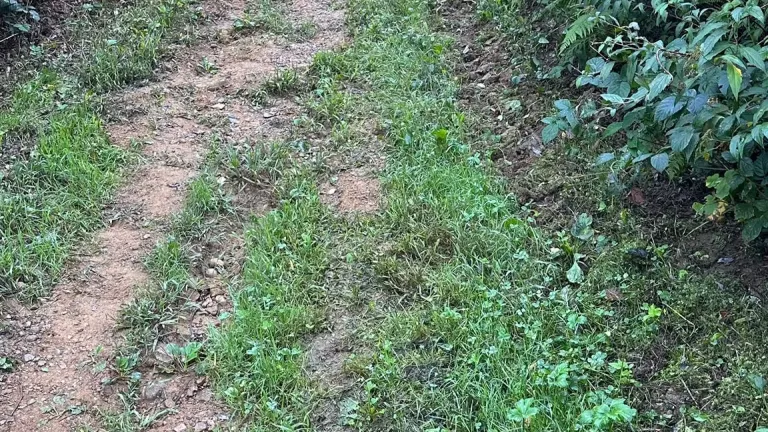 Trim steza in vadbena jasa Panovec